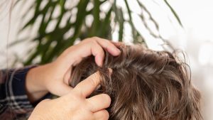 Parent searching a school-aged child's hair for lice and dandruff at home.