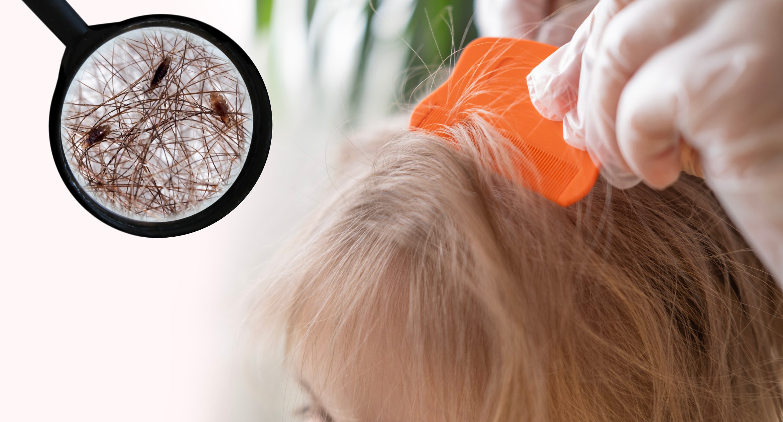 Close-up of a parent's hands parting a child's hair with a fine-toothed orange comb to inspect the scalp for lice, nits, and dark droppings during an at-home head check.