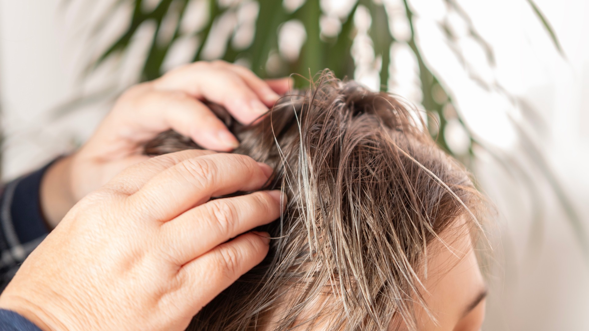Adult hands parting a child's hair close to the scalp in natural light to check the skin for lice and irritation